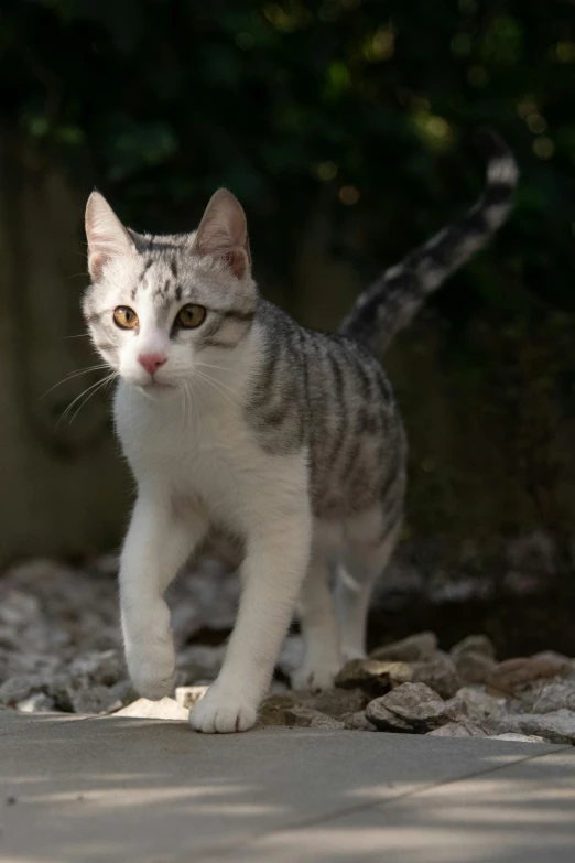 a small gray and white kitten standing on rocks