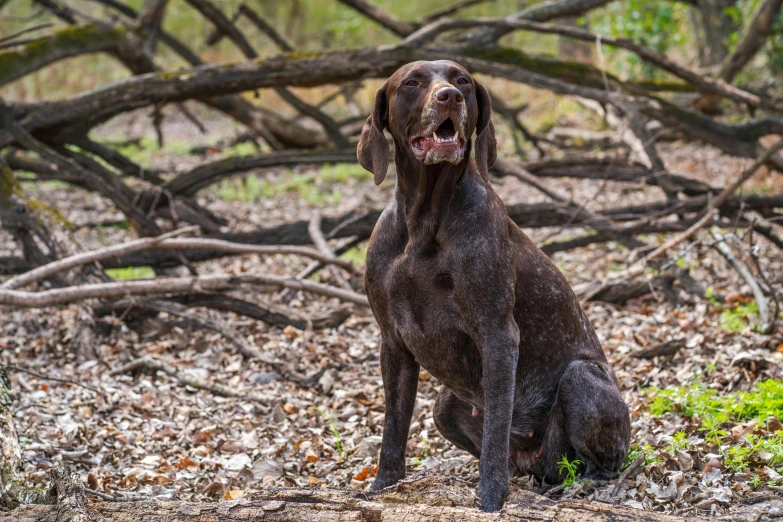 a dog is sitting in the woods with its mouth open