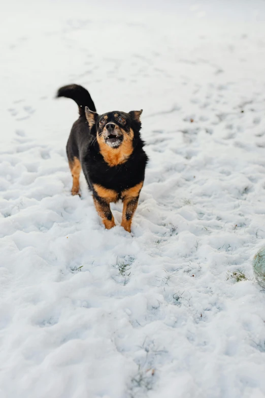 the dog is running through the snow in the winter