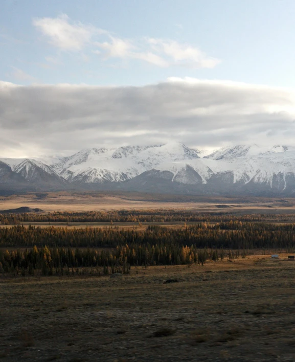 a horse on the edge of a grassy field near mountains