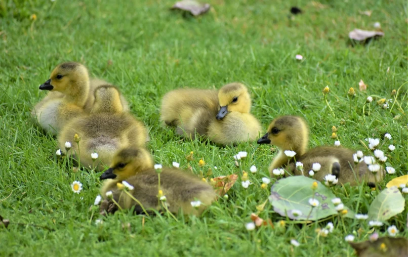 a mother duck with her babies on a grassy field