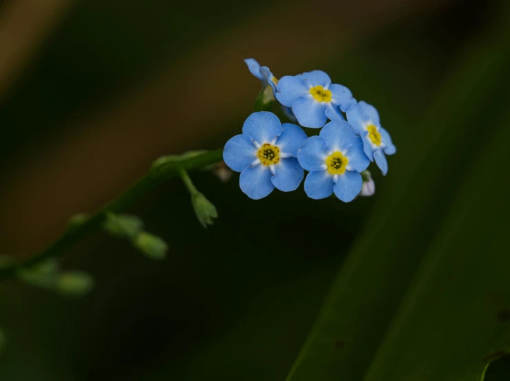 some tiny blue flowers with yellow centers growing on a plant