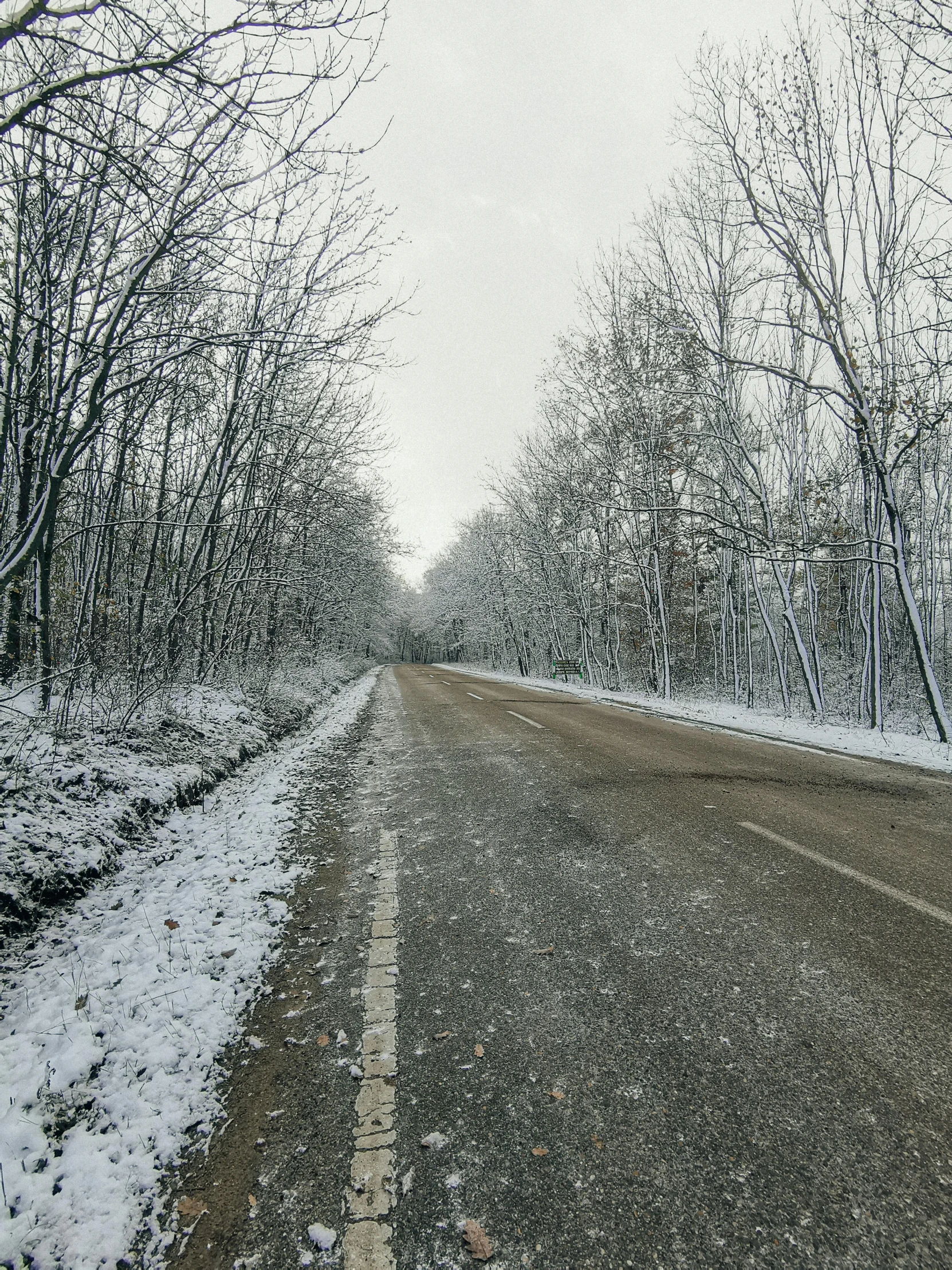 trees and a snowy road by a bunch of nches