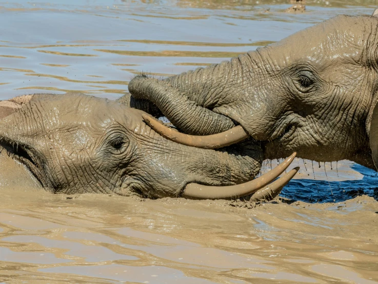 two young elephants are playing in the water