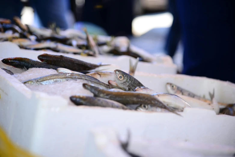 a number of fish in small bowls on display