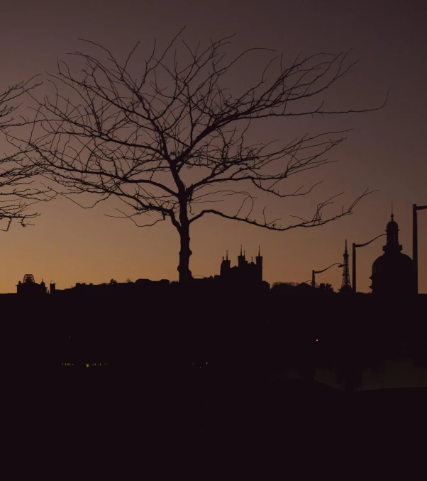 the tree has no leaves near the large buildings