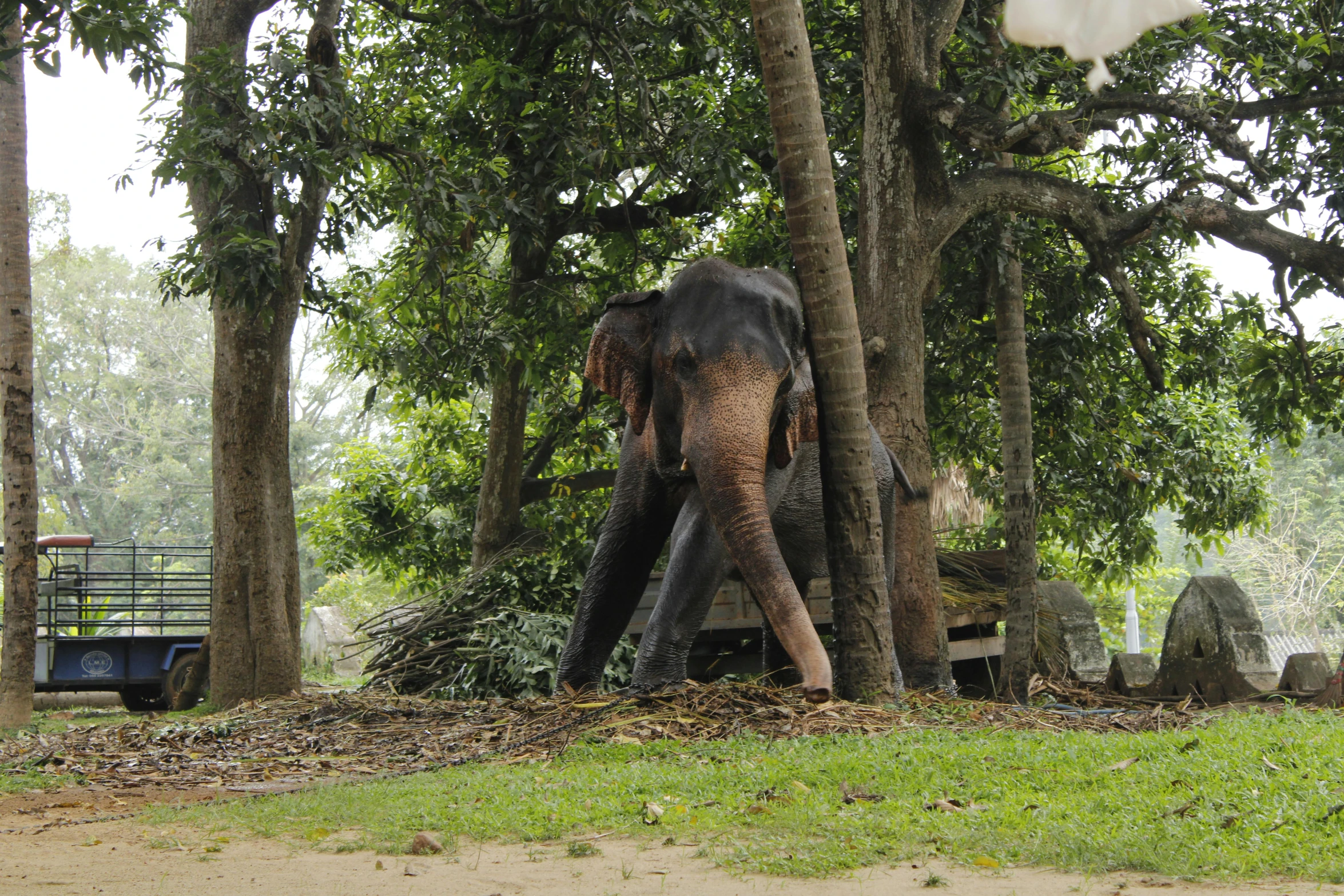 an elephant with large tusks stands in the woods