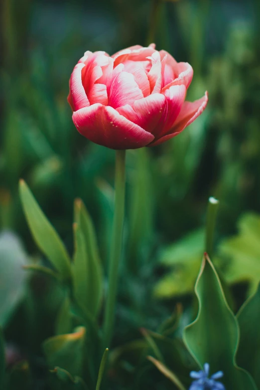 a single flower growing in a garden