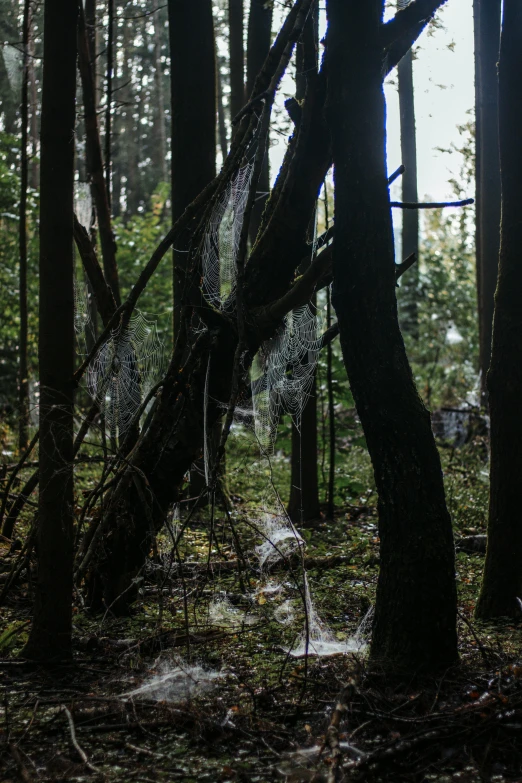 a wooded area filled with lots of trees