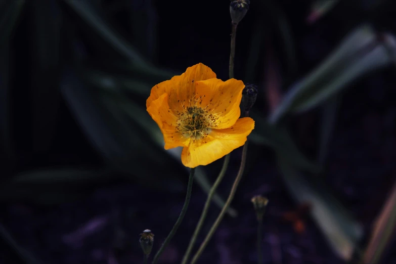 two yellow flowers with small green leaves behind them