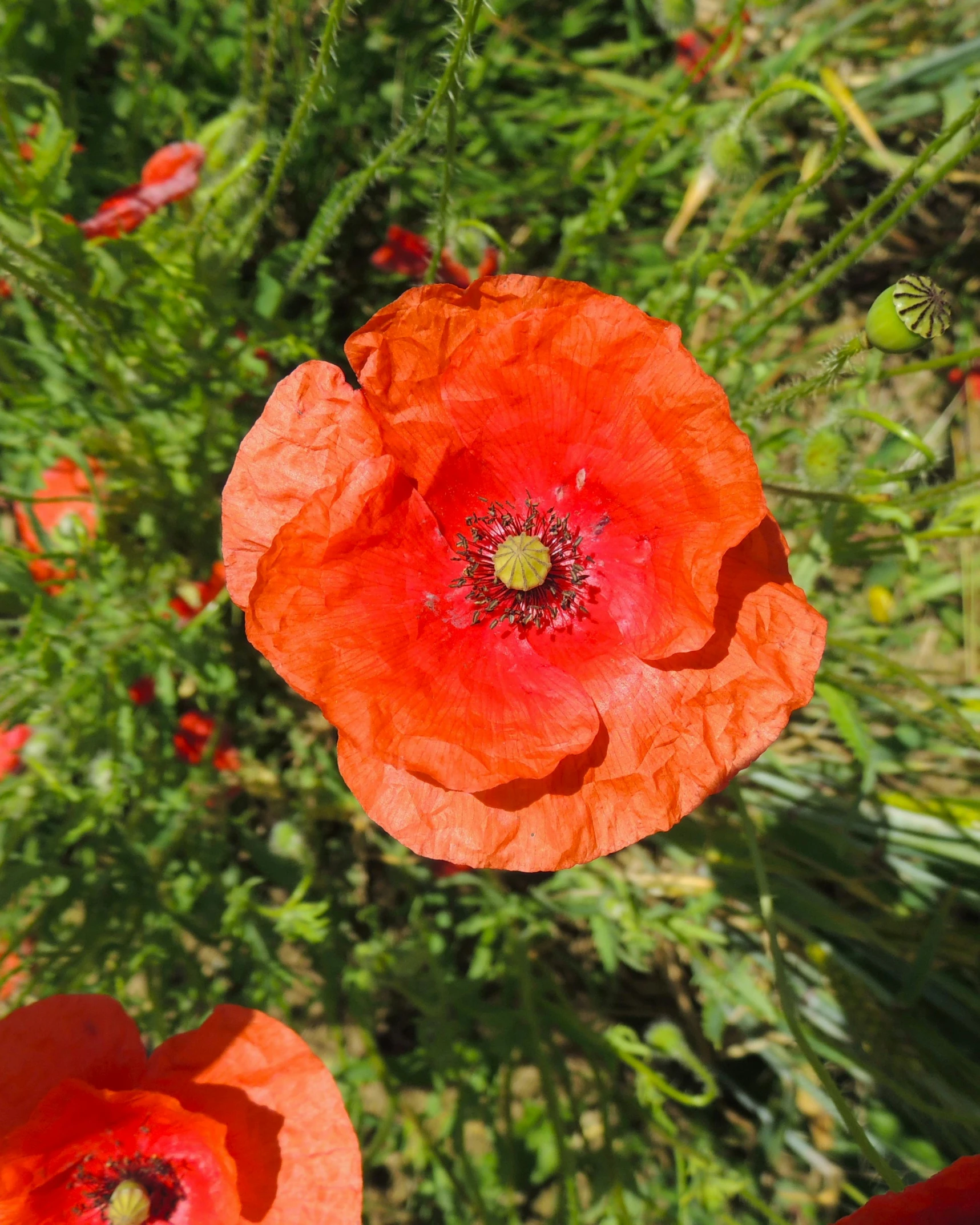 a close up image of some orange flowers