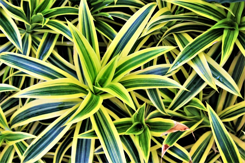 the leaves of a plant with large green, yellow and white stripes