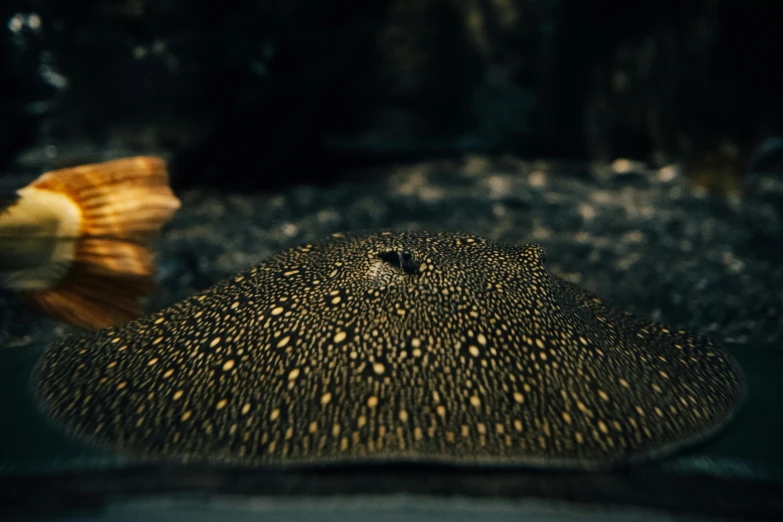 a small insect sits on a rock looking around