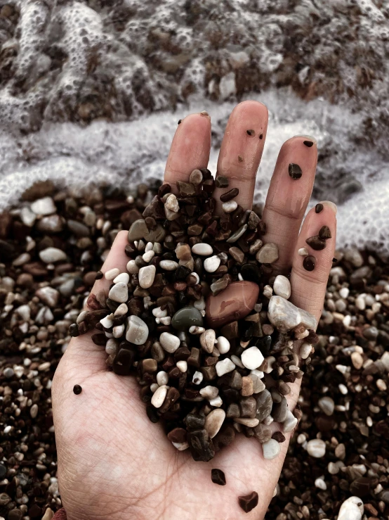 hand holding various rocks and shells at the beach