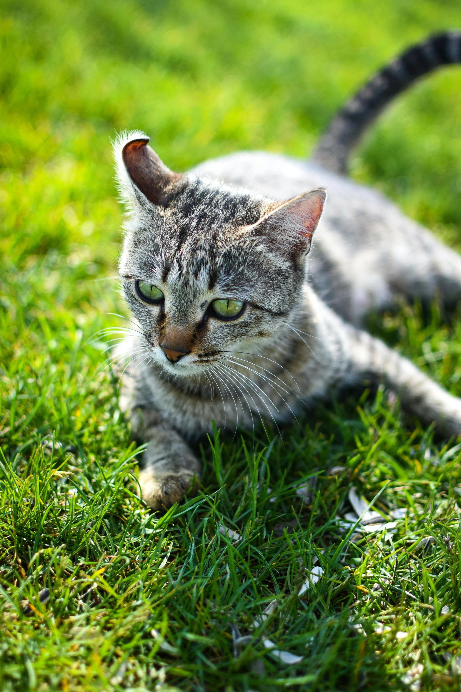 the cat looks to be interested in what's approaching