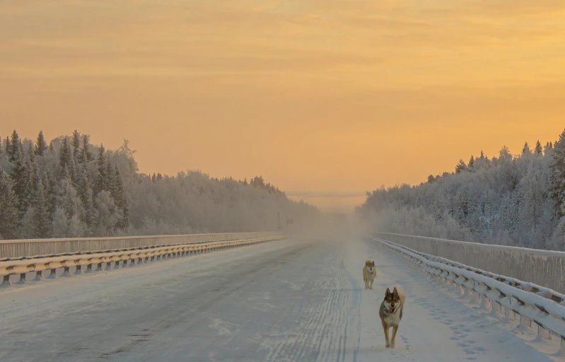 two dogs are walking on a snowy road