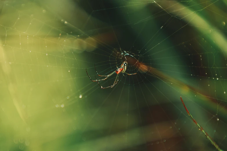 a spider hangs on its web inside of a small spider web