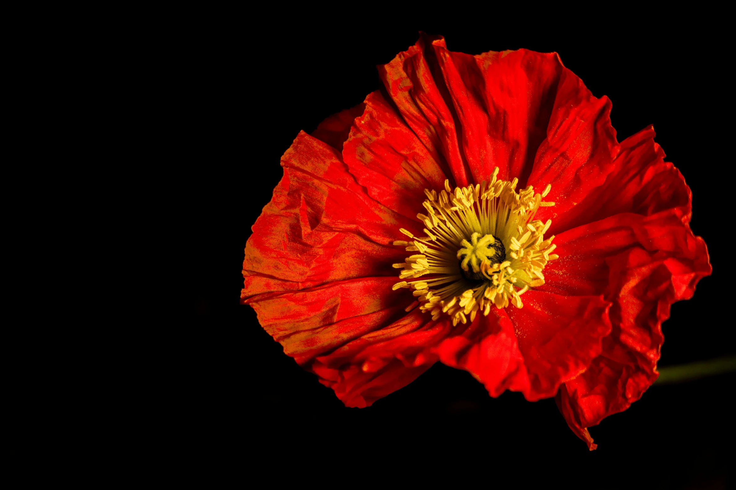 a flower with yellow stamen on the center