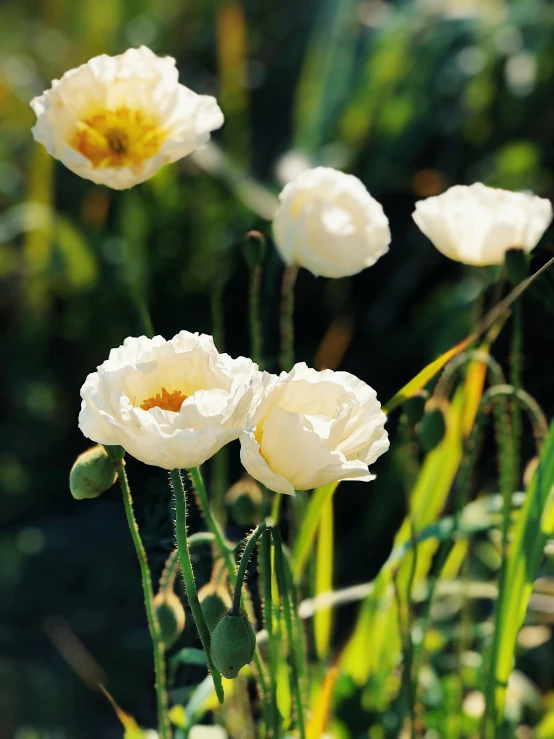 some white flowers are in front of a green plant