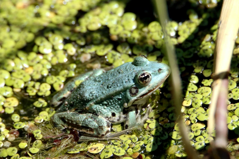 a green frog on top of grass and water