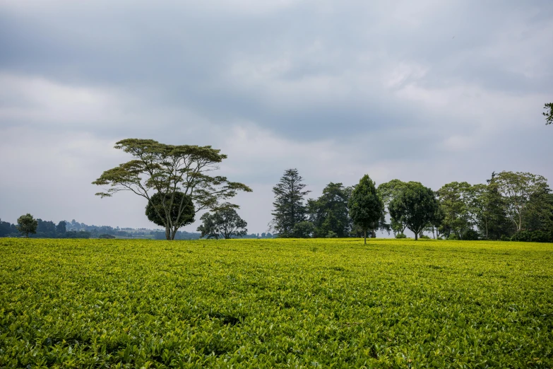 a tree in the middle of a lush green field