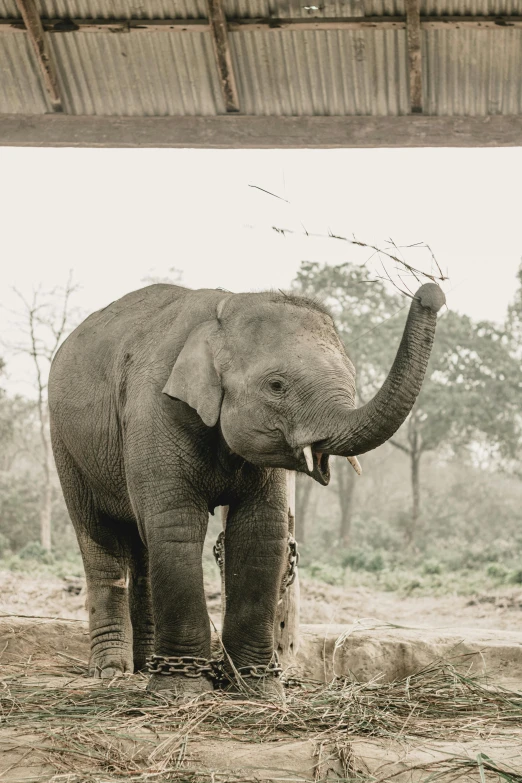 an elephant is standing in a small enclosure