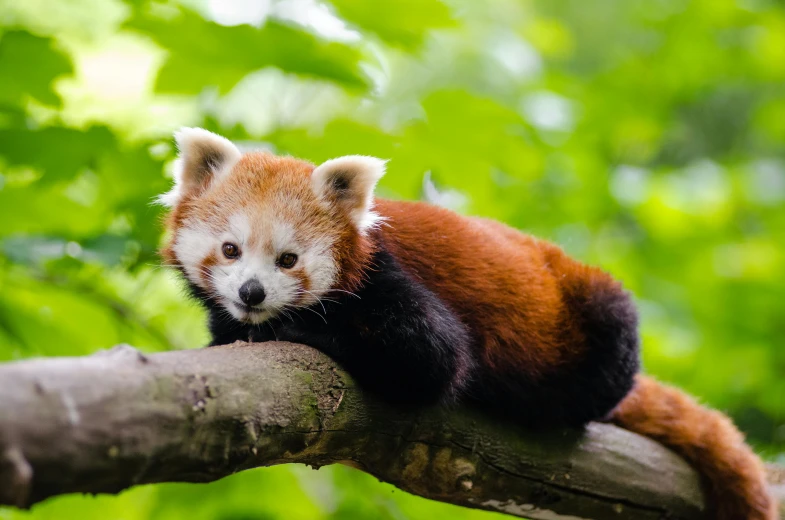 a small red panda rests on a tree nch