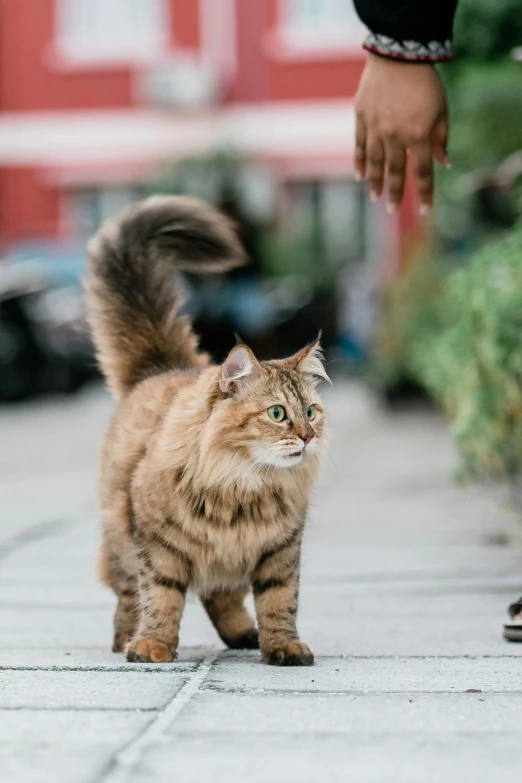 a man standing next to a small orange and white cat