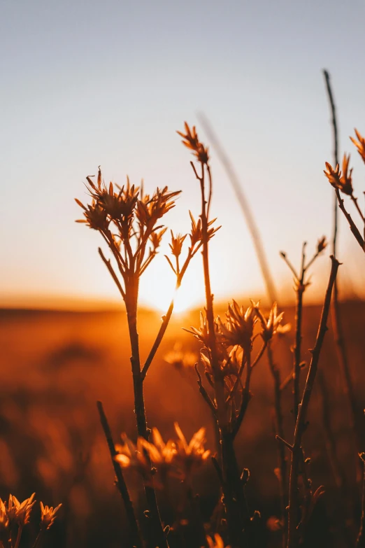 the sun setting over some very pretty flowers