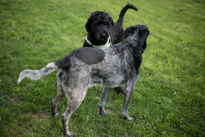 two dogs in the grass fighting