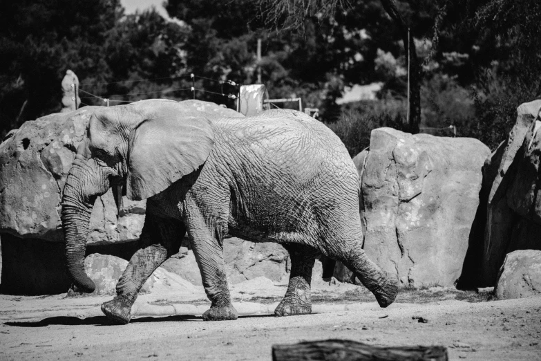 two elephants walking in an enclosure next to rocks