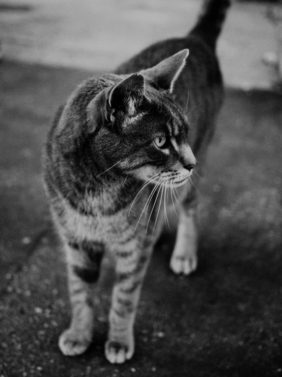 a black and white cat is standing near a gray cat