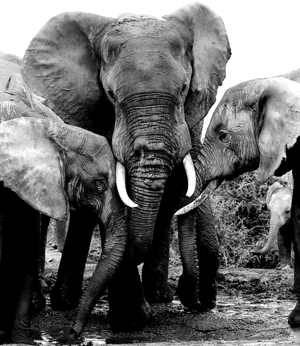 black and white pograph of a large elephant standing next to two smaller elephants