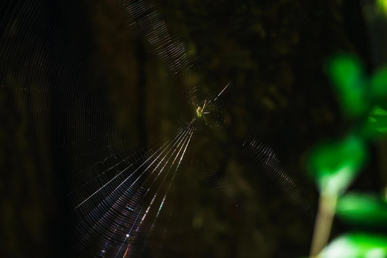 a spider in the middle of a web