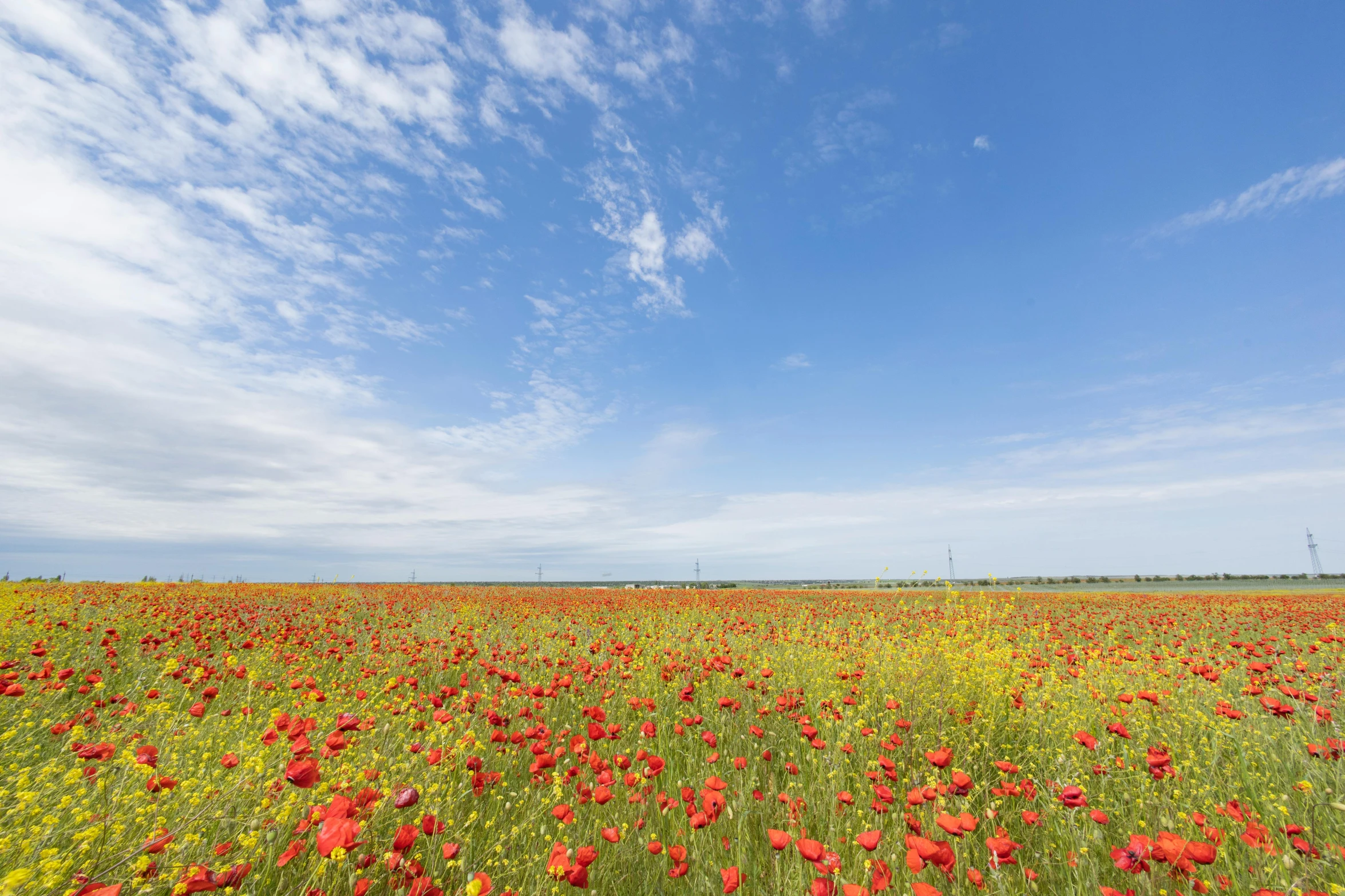 red flowers and yellow daisies line the field