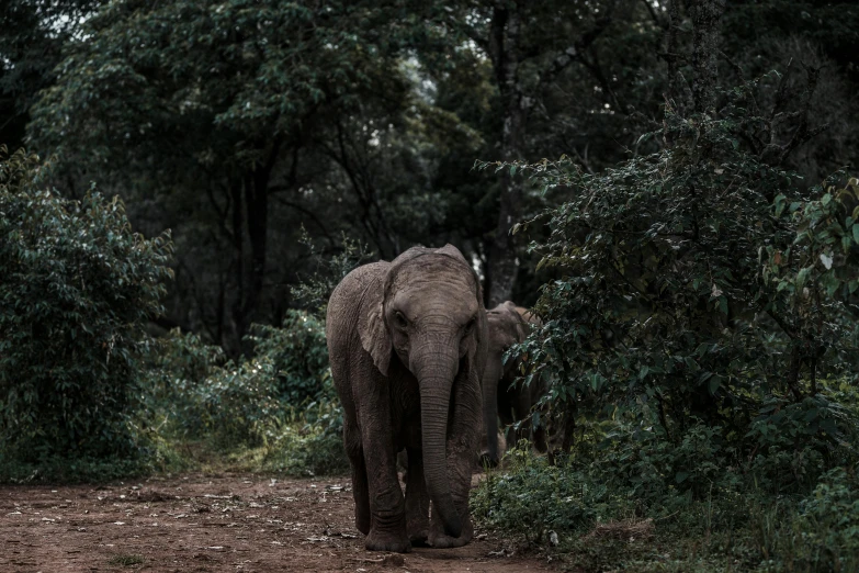 an elephant stands near many trees in the forest