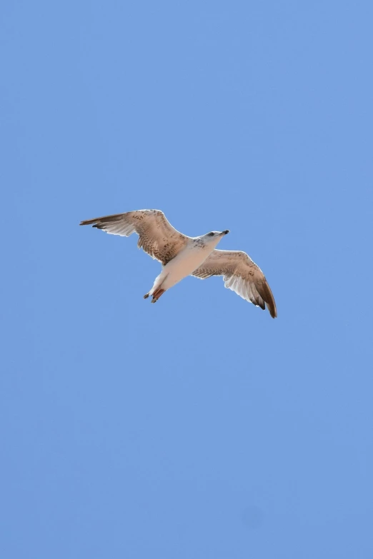 the large bird flies high in the blue sky