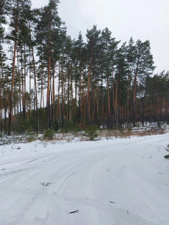 a field of snow next to the forest