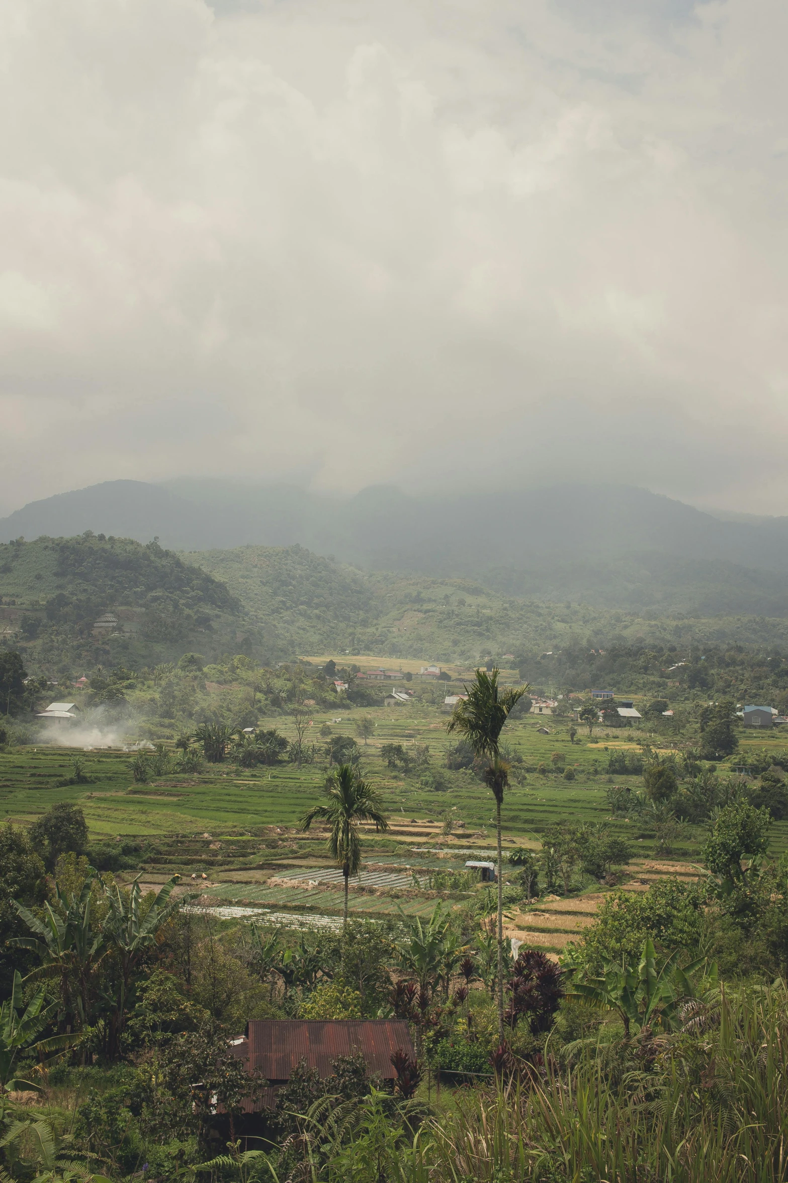 the mountains are covered in mist and trees