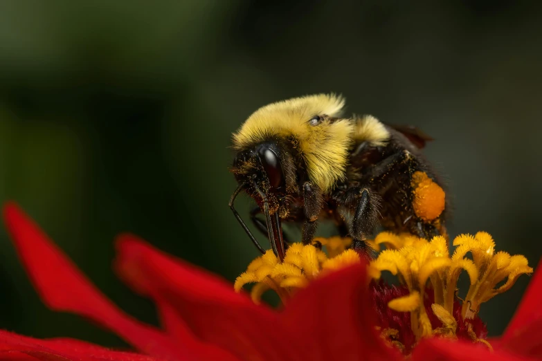 a bum sits on the back of a red flower