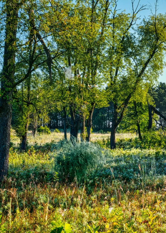 two horses grazing in the middle of a grassy field