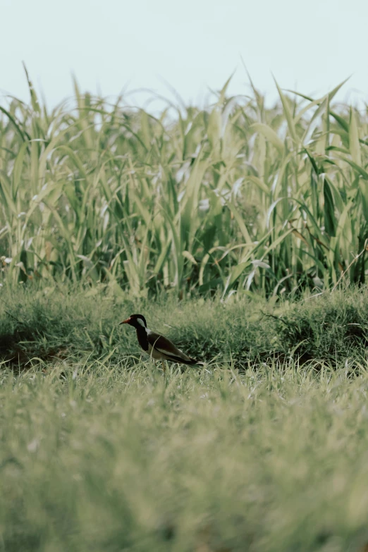 a black bird stands in a field of tall grass