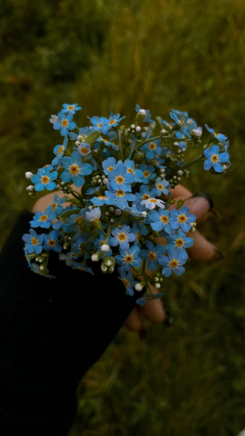 a person's hand holding blue flowers with one plant