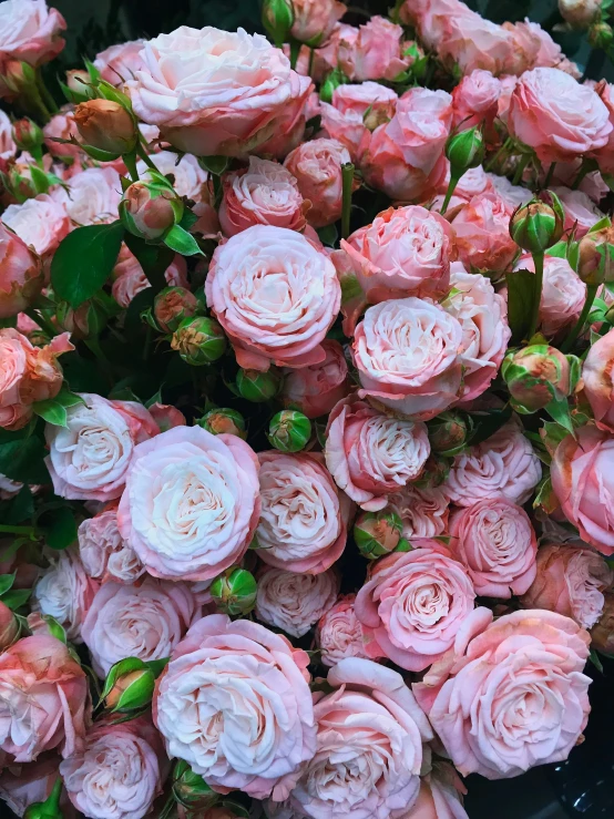 pink roses that are piled together in different sizes and shapes