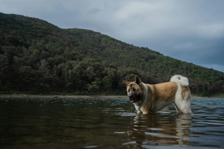 a brown and white dog wading in the water