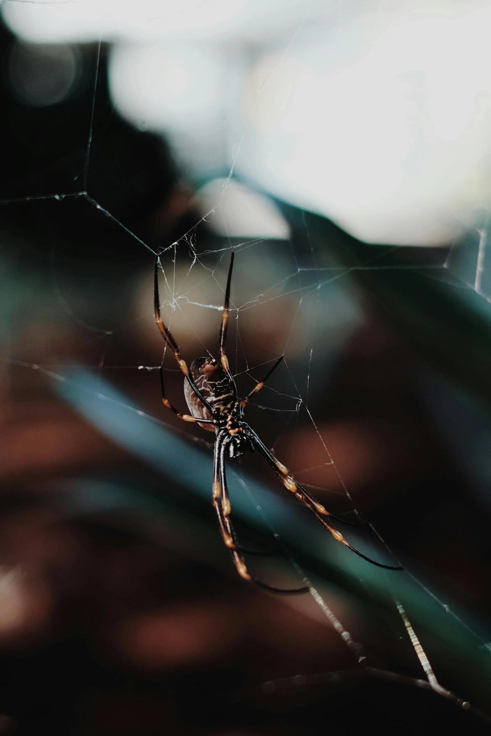 a spider is standing in the middle of the spider web