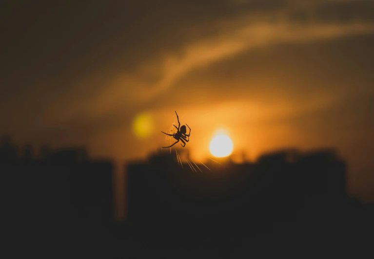 the large spider is sitting on the web of the spider