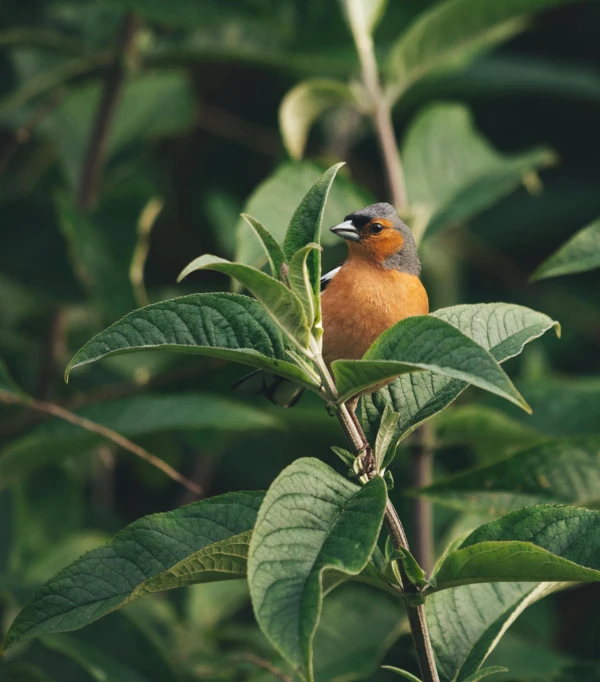 a bird is perched on a leafy tree