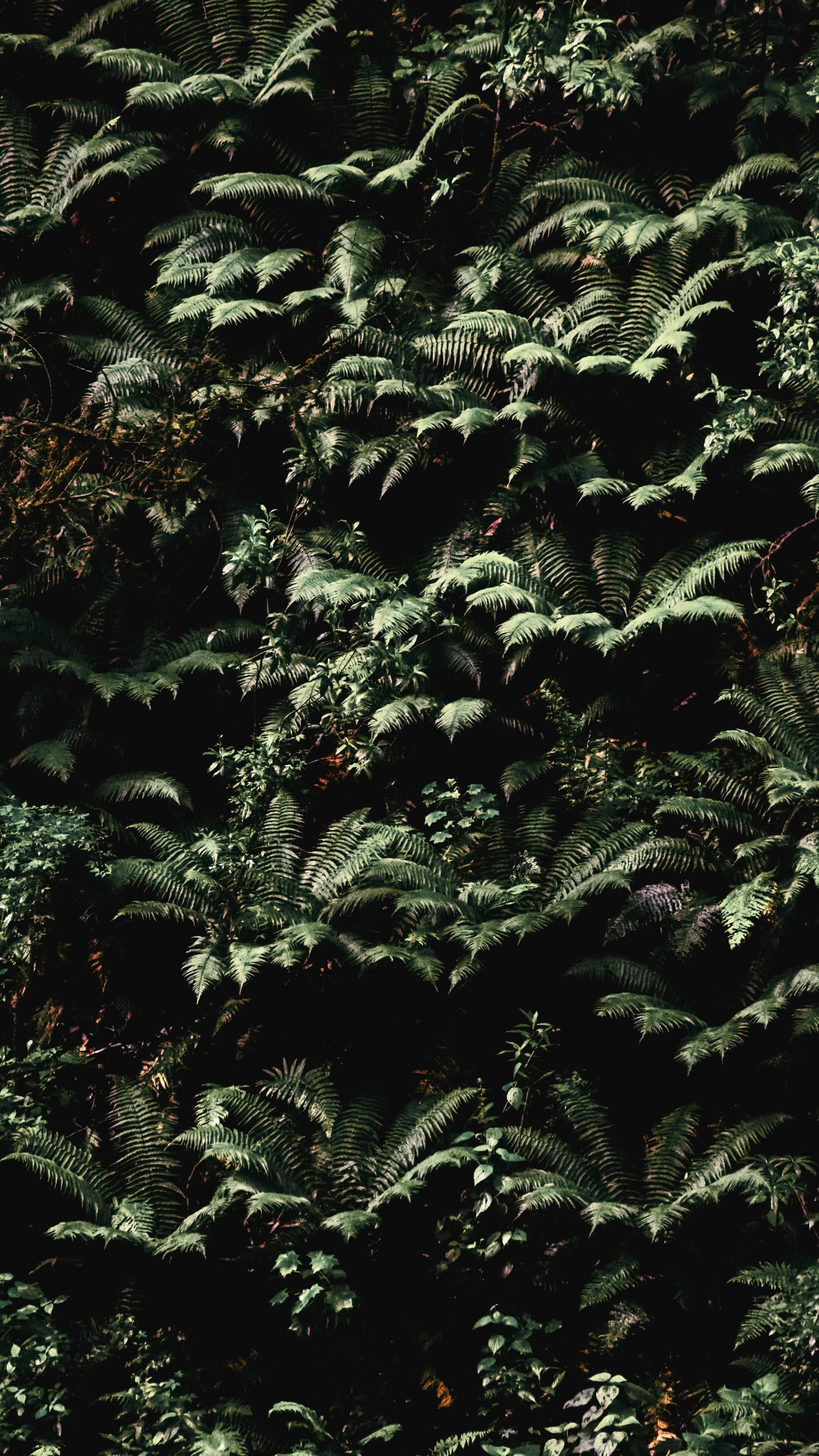 an area covered in thick green foliage