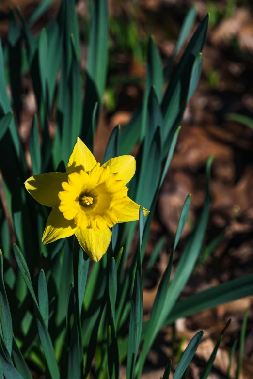 a single flower growing in the middle of a forest